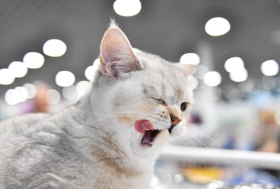 Russia Cat Show