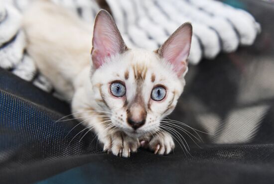 Russia Cat Show