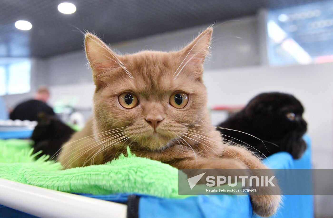 Russia Cat Show