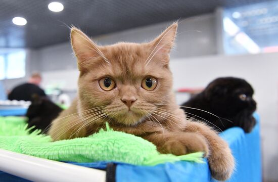 Russia Cat Show