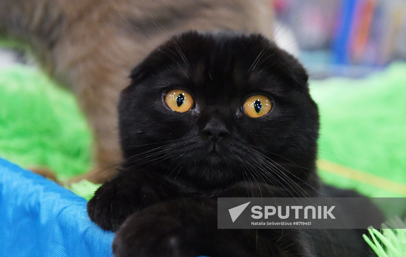 Russia Cat Show