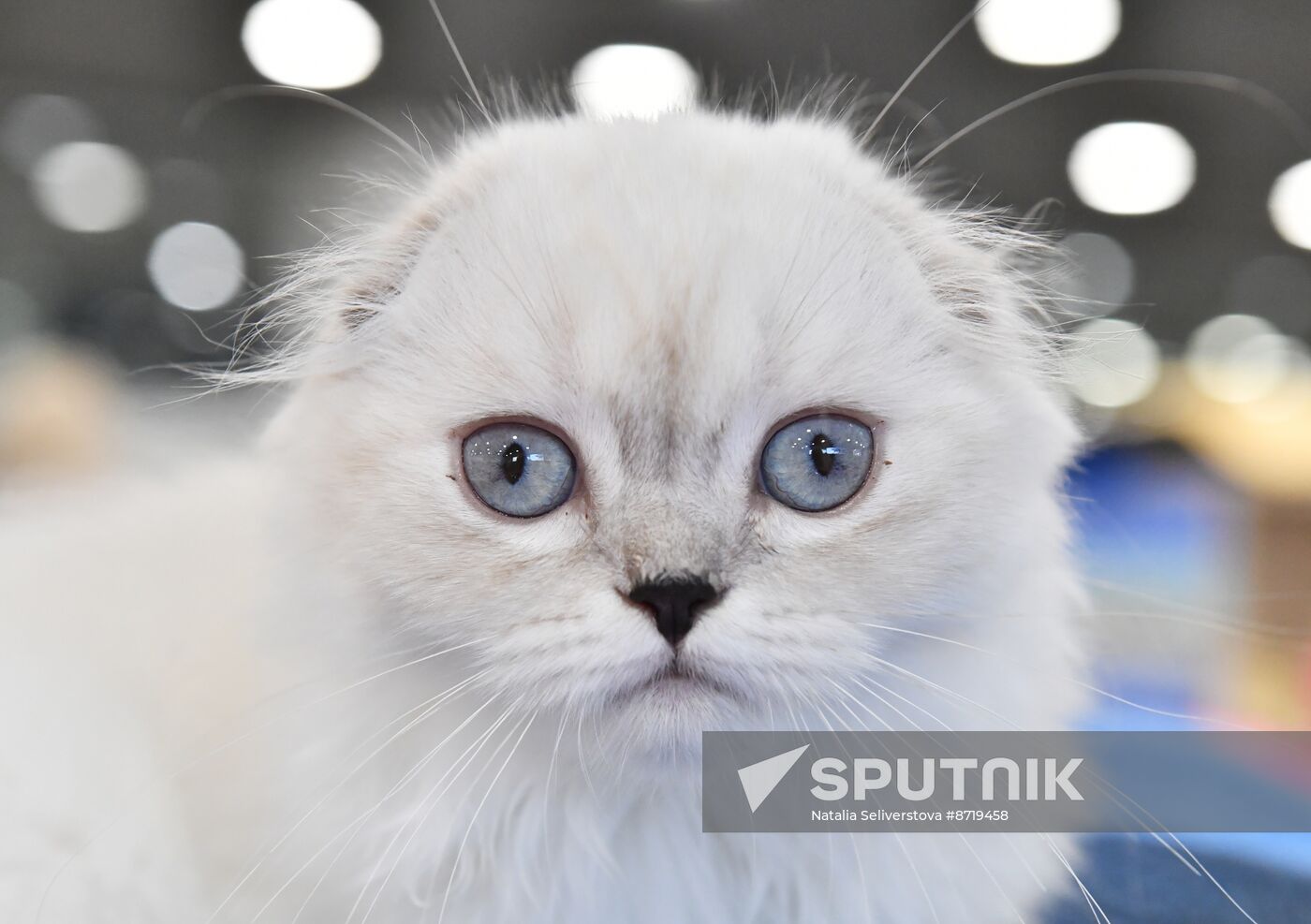 Russia Cat Show