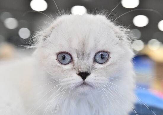 Russia Cat Show