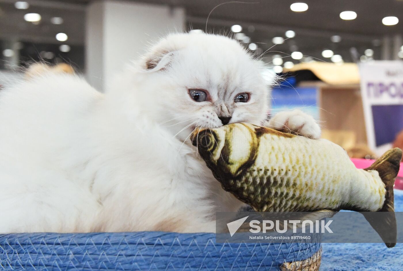 Russia Cat Show