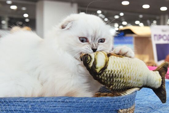 Russia Cat Show