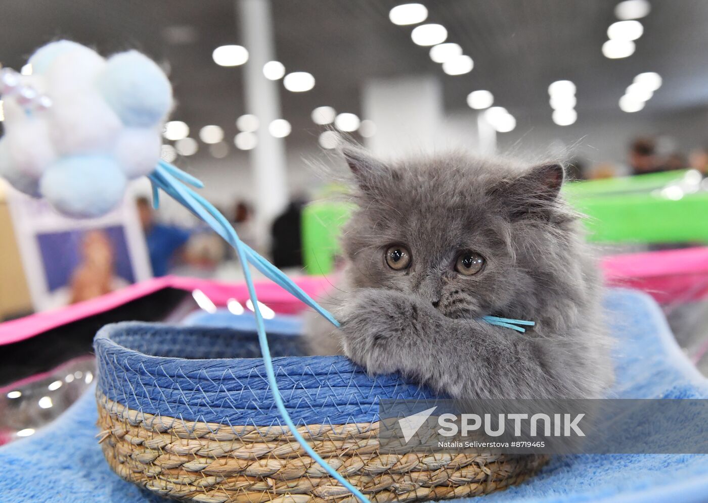 Russia Cat Show