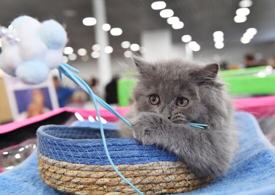 Russia Cat Show