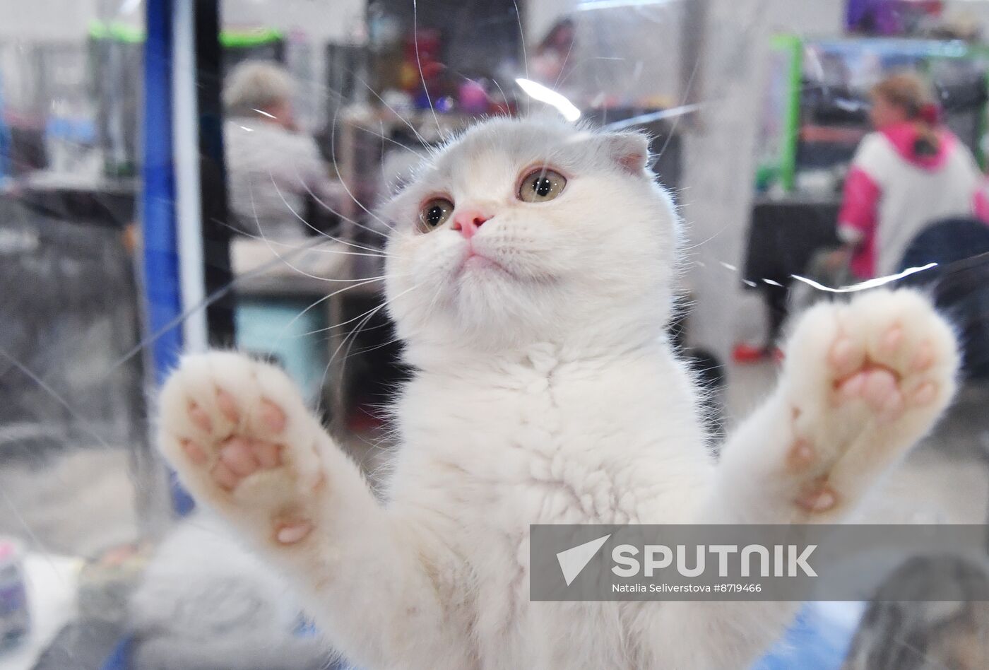 Russia Cat Show