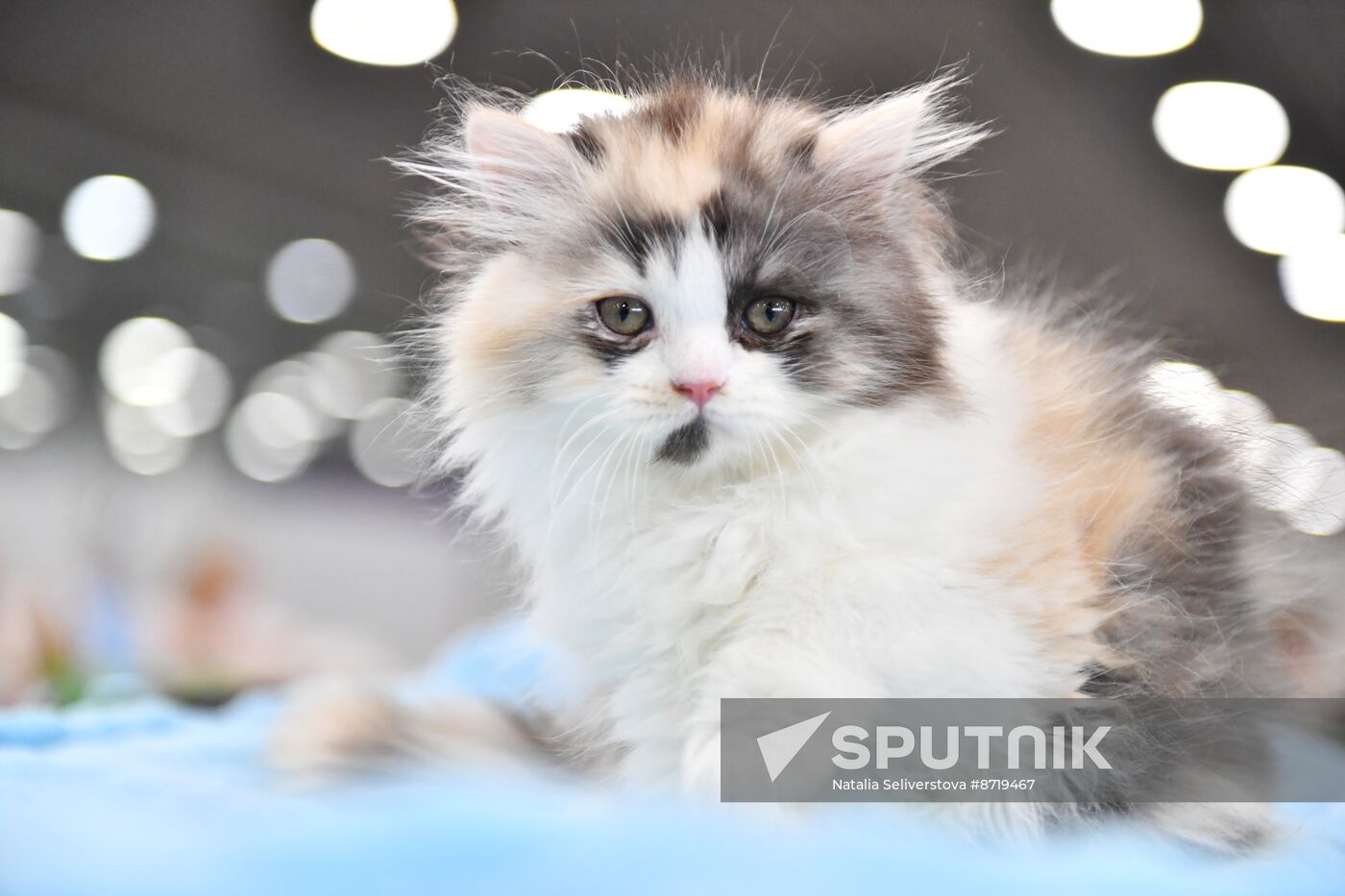 Russia Cat Show