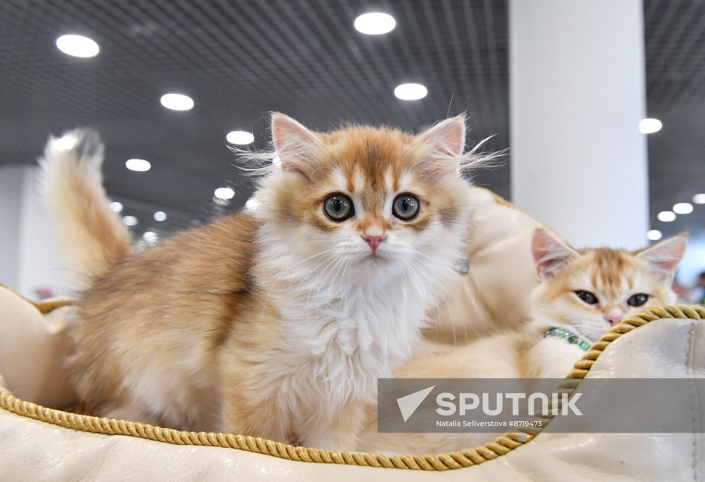 Russia Cat Show