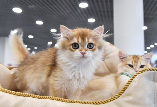 Russia Cat Show