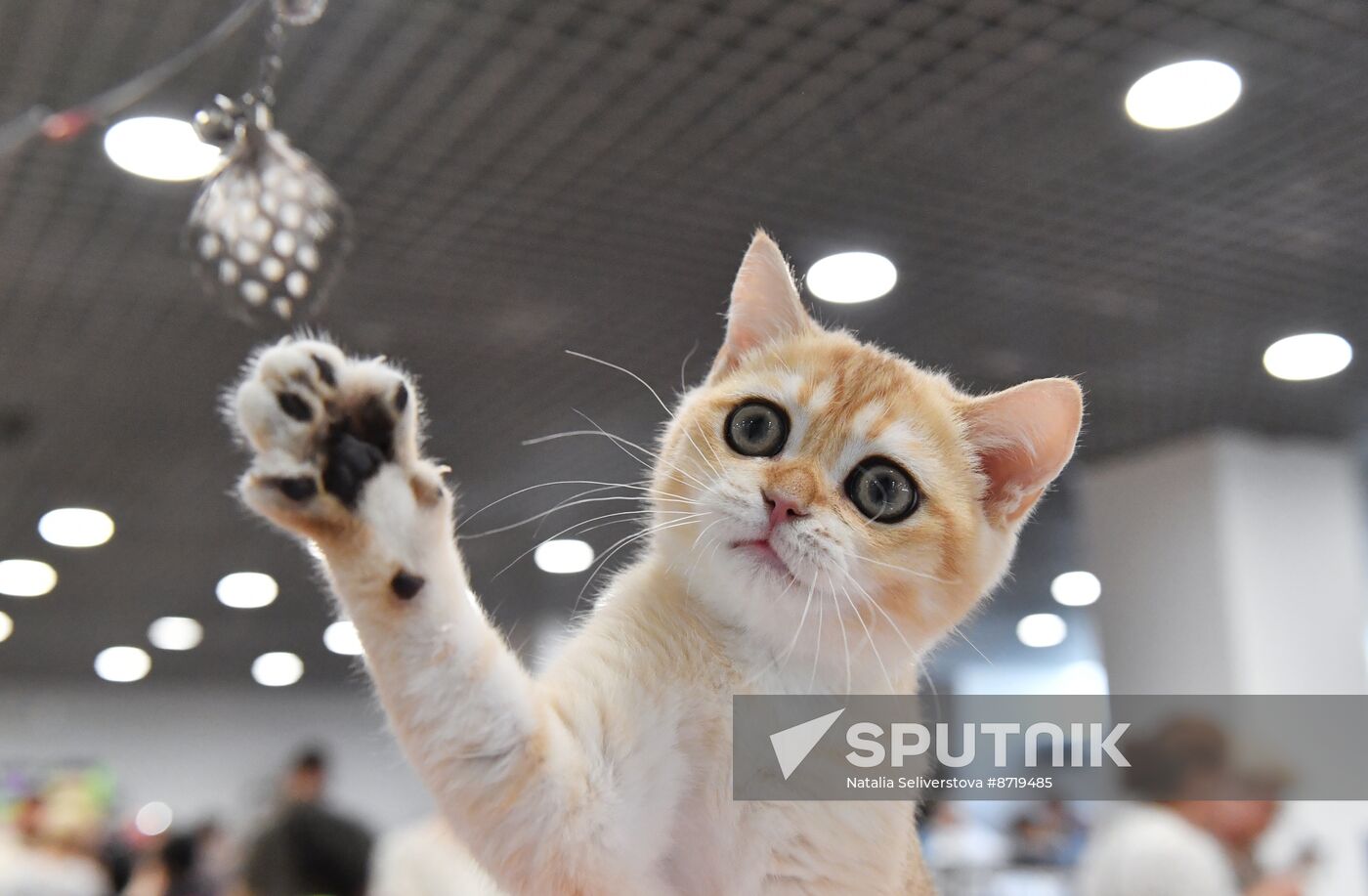 Russia Cat Show