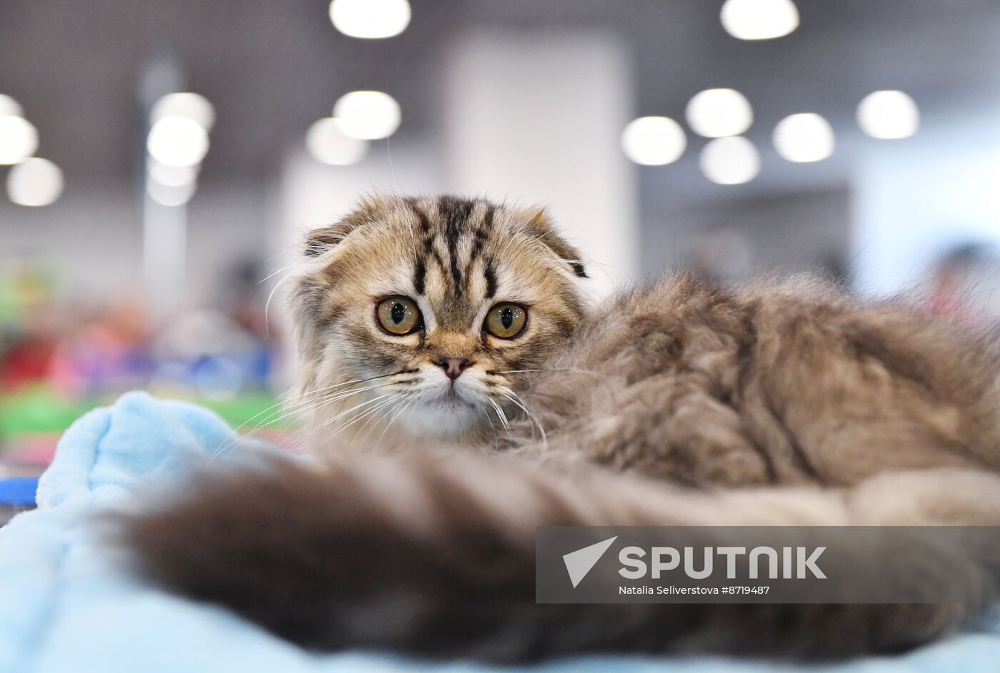 Russia Cat Show