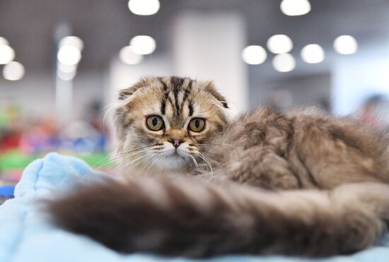 Russia Cat Show