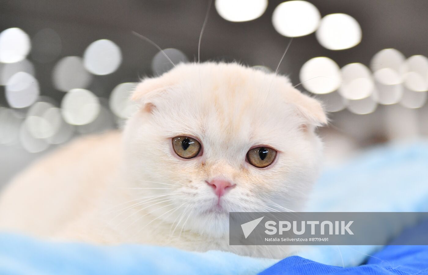 Russia Cat Show