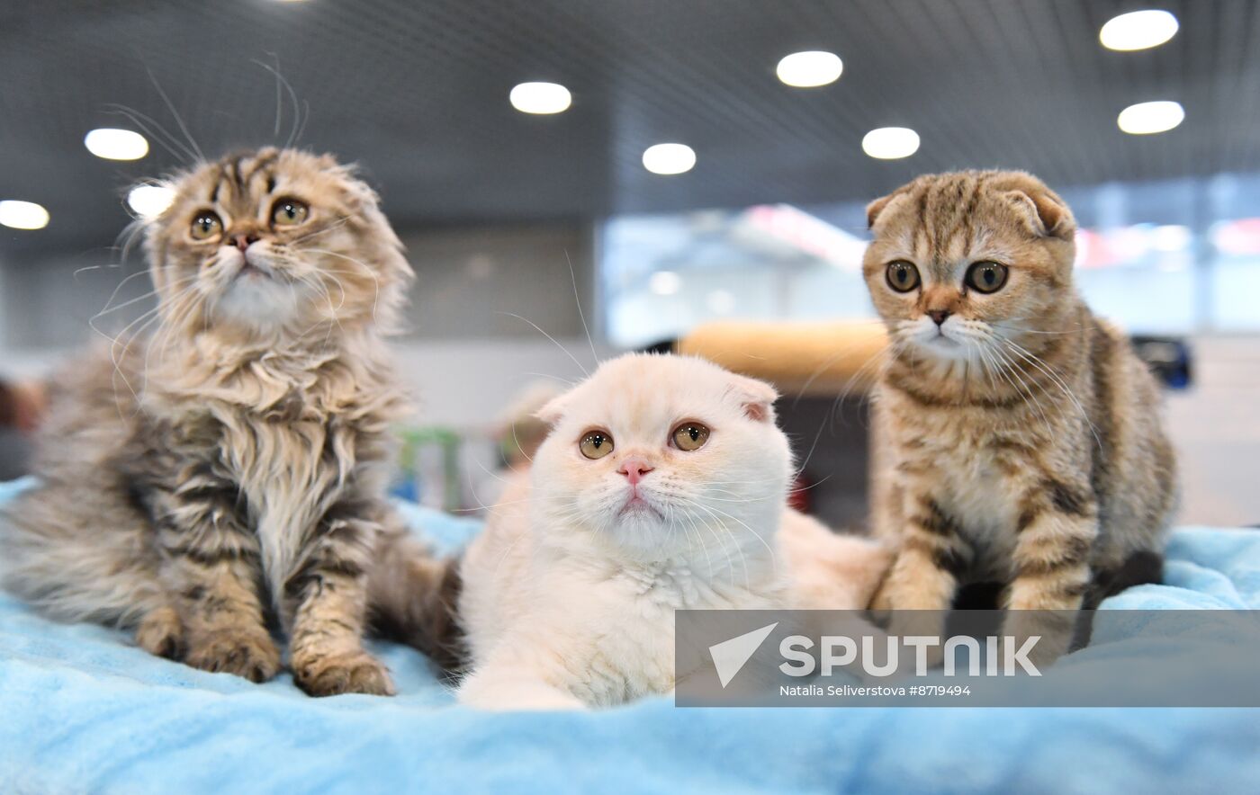 Russia Cat Show