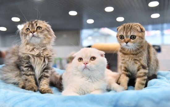 Russia Cat Show