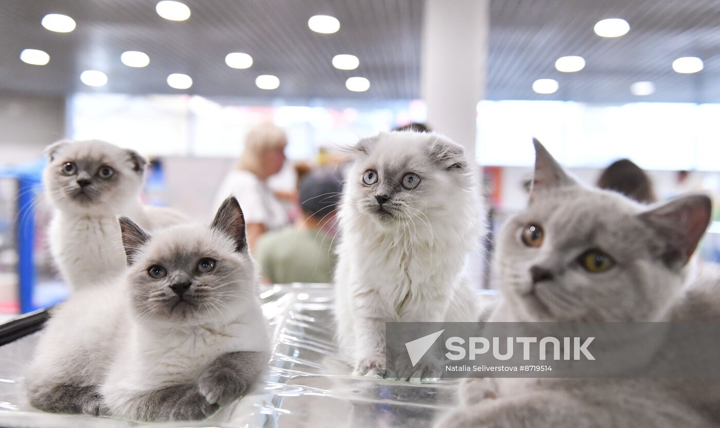 Russia Cat Show