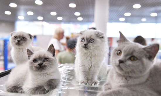 Russia Cat Show