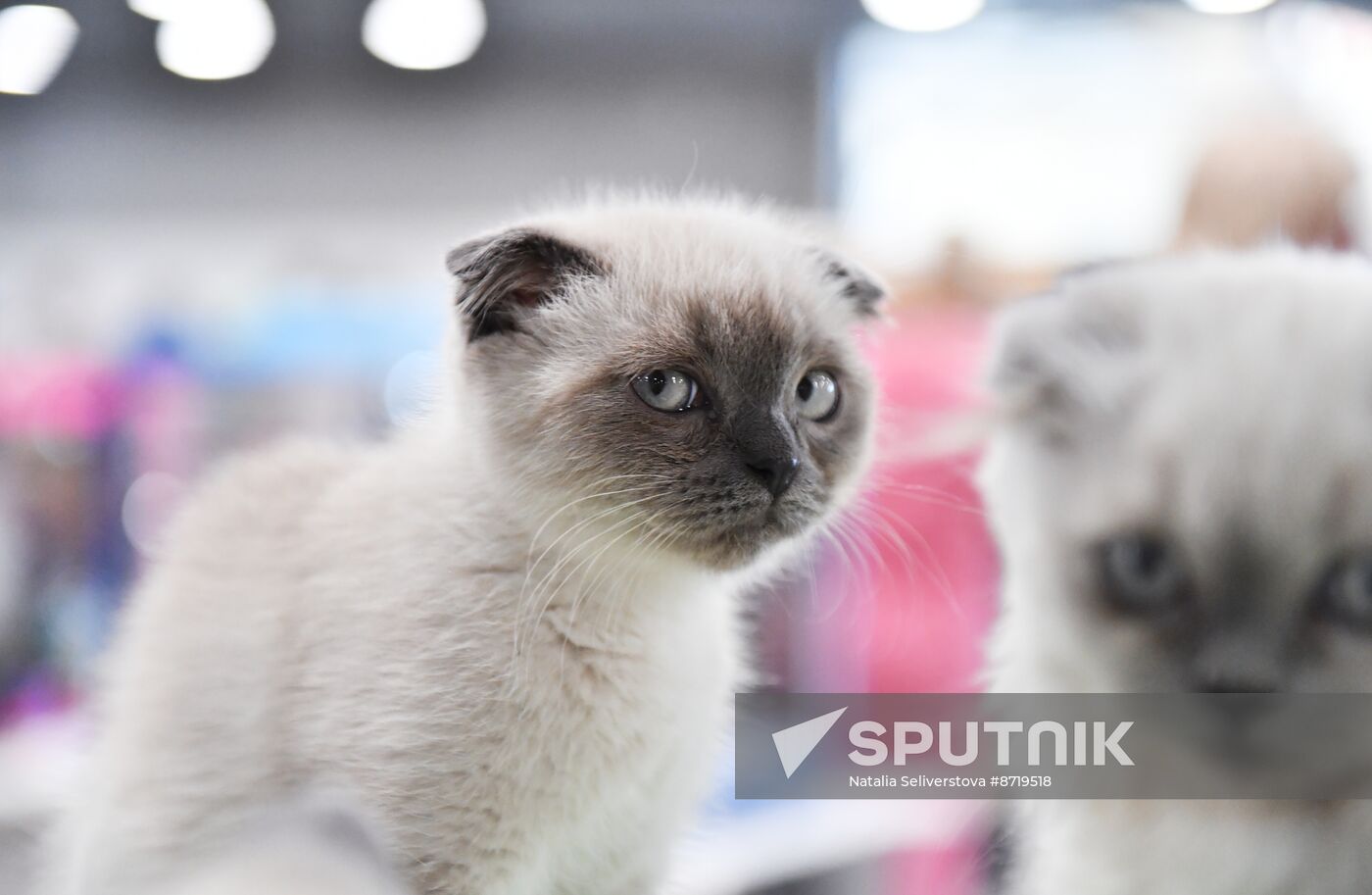 Russia Cat Show