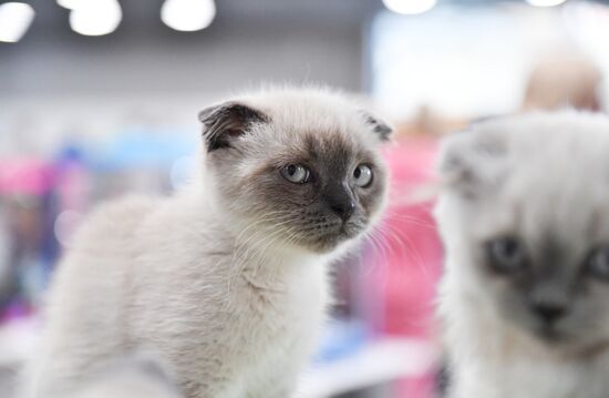 Russia Cat Show