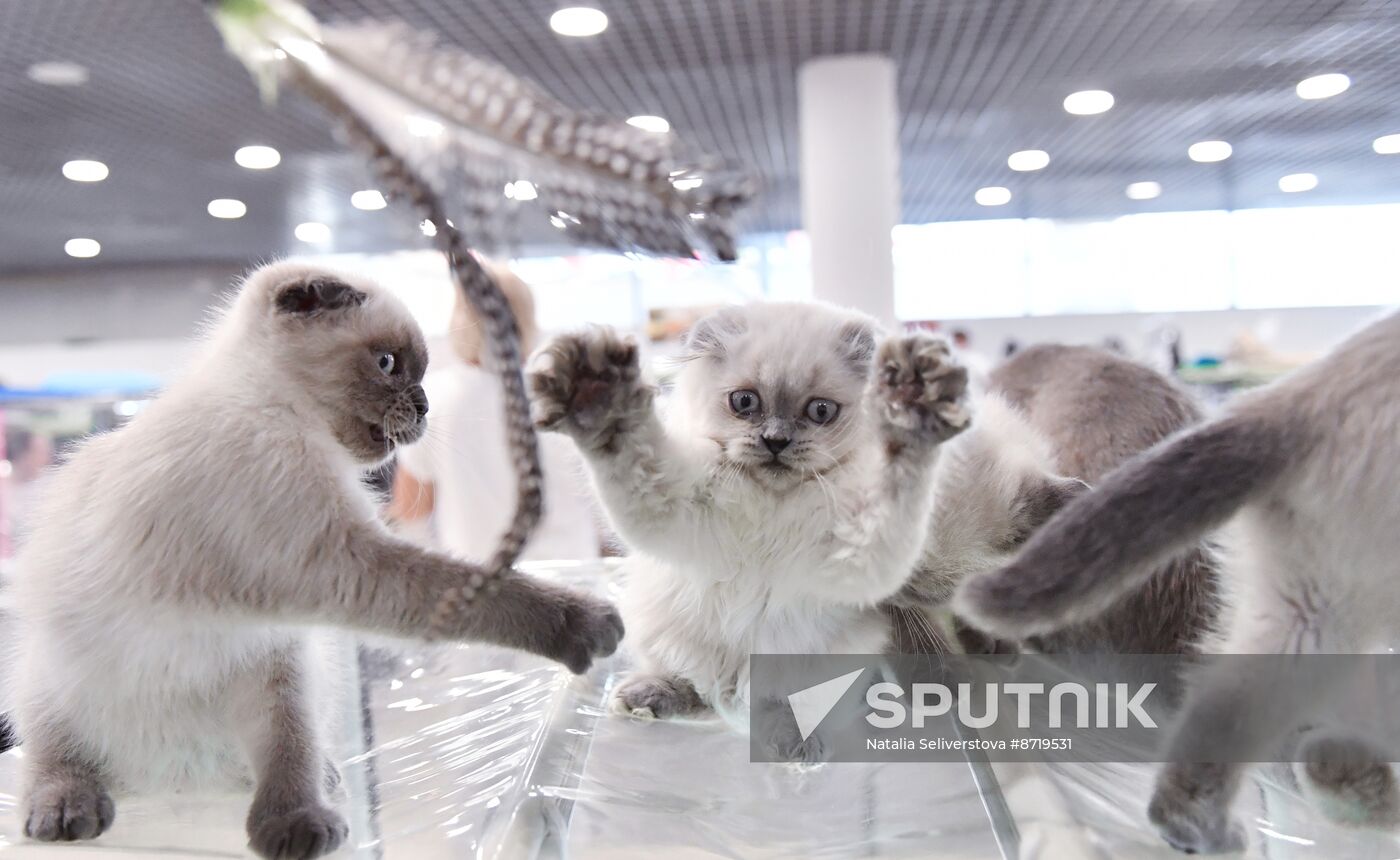 Russia Cat Show