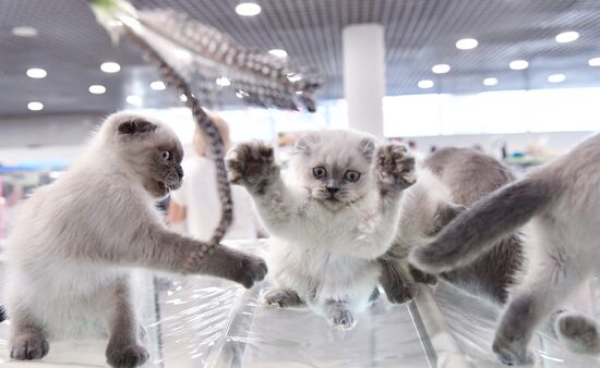 Russia Cat Show