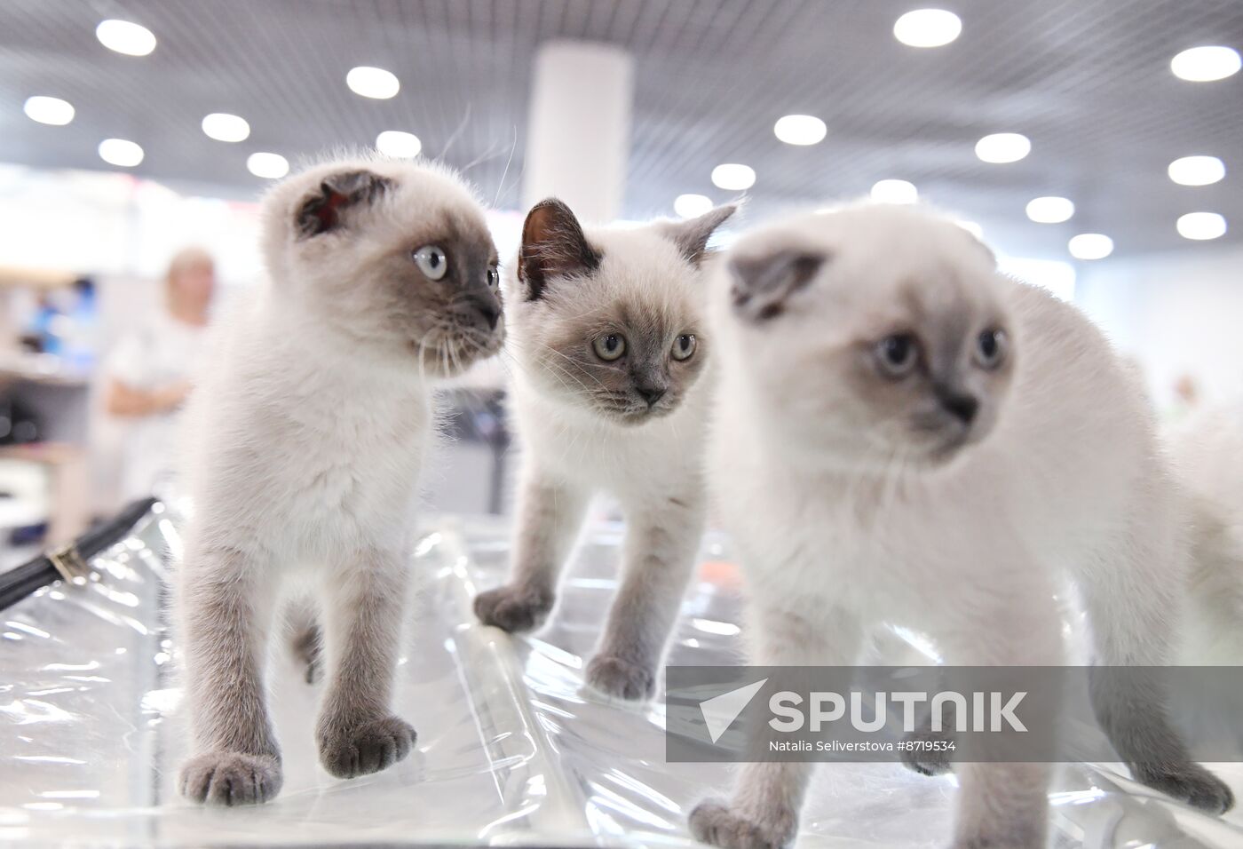 Russia Cat Show