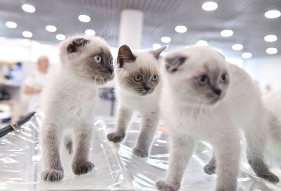 Russia Cat Show