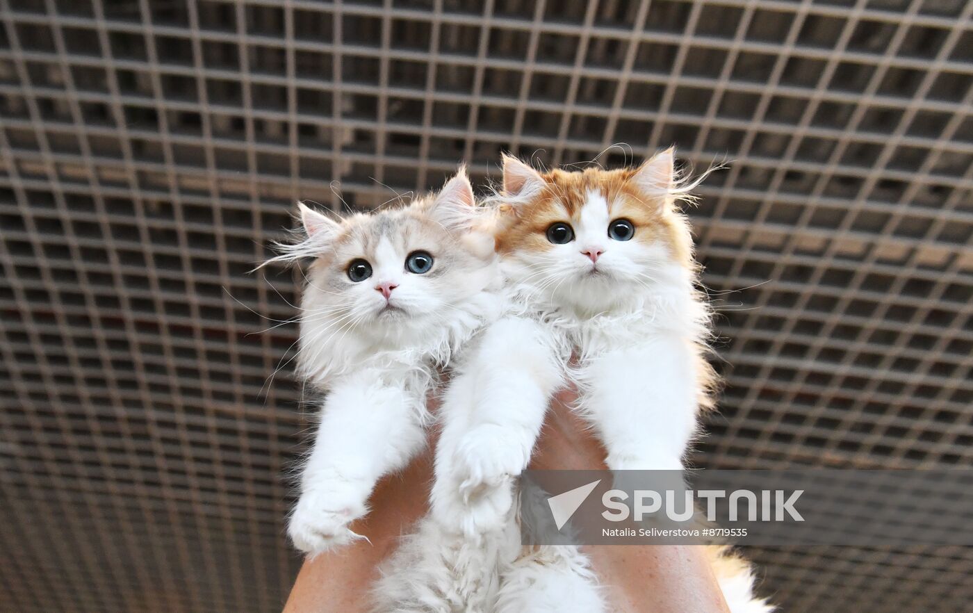 Russia Cat Show