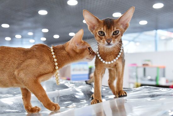 Russia Cat Show