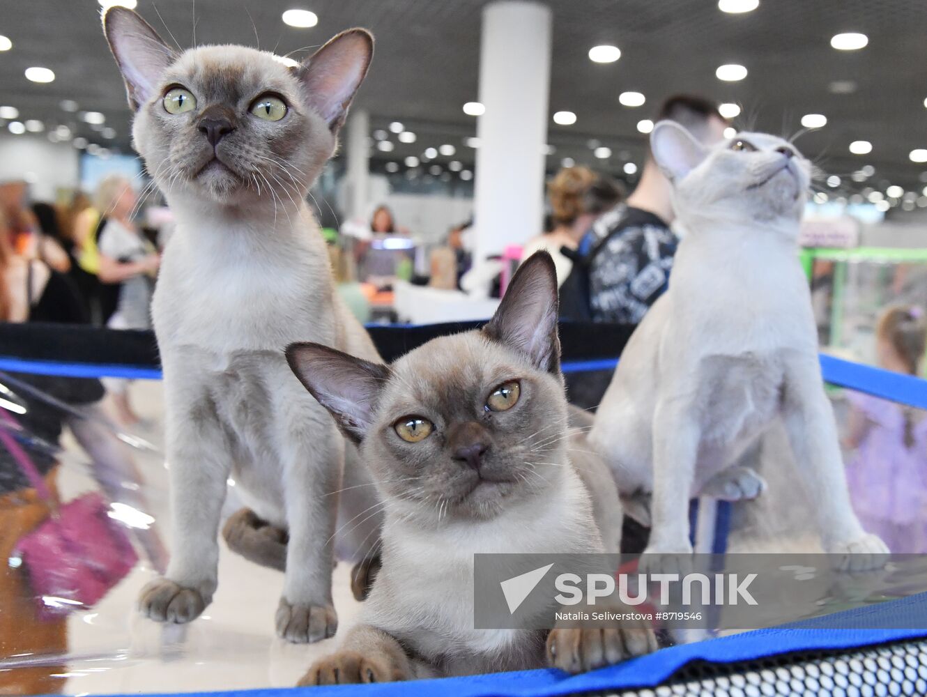 Russia Cat Show