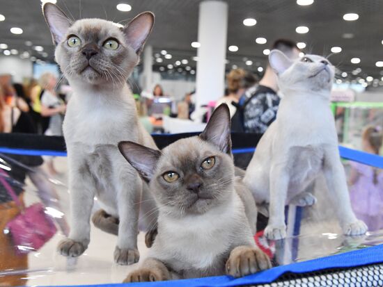 Russia Cat Show