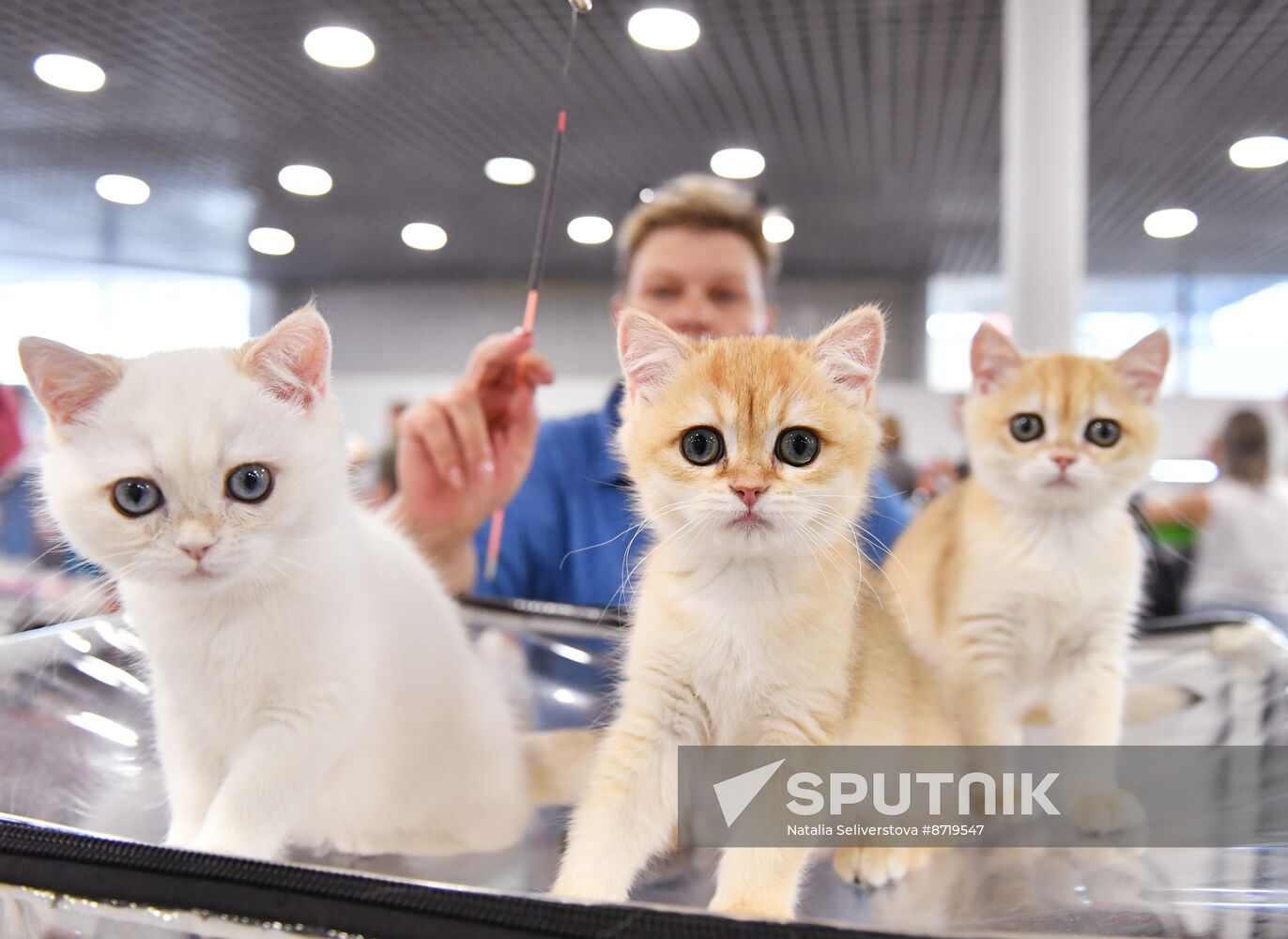 Russia Cat Show