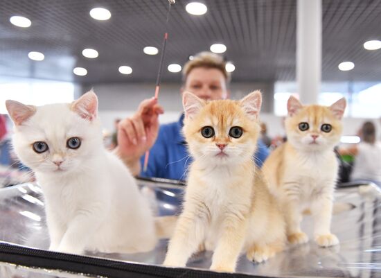 Russia Cat Show