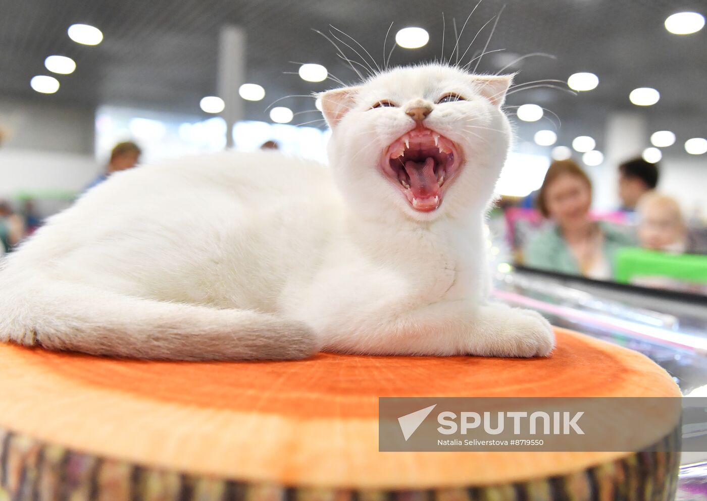 Russia Cat Show