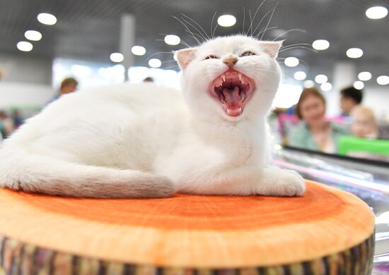 Russia Cat Show