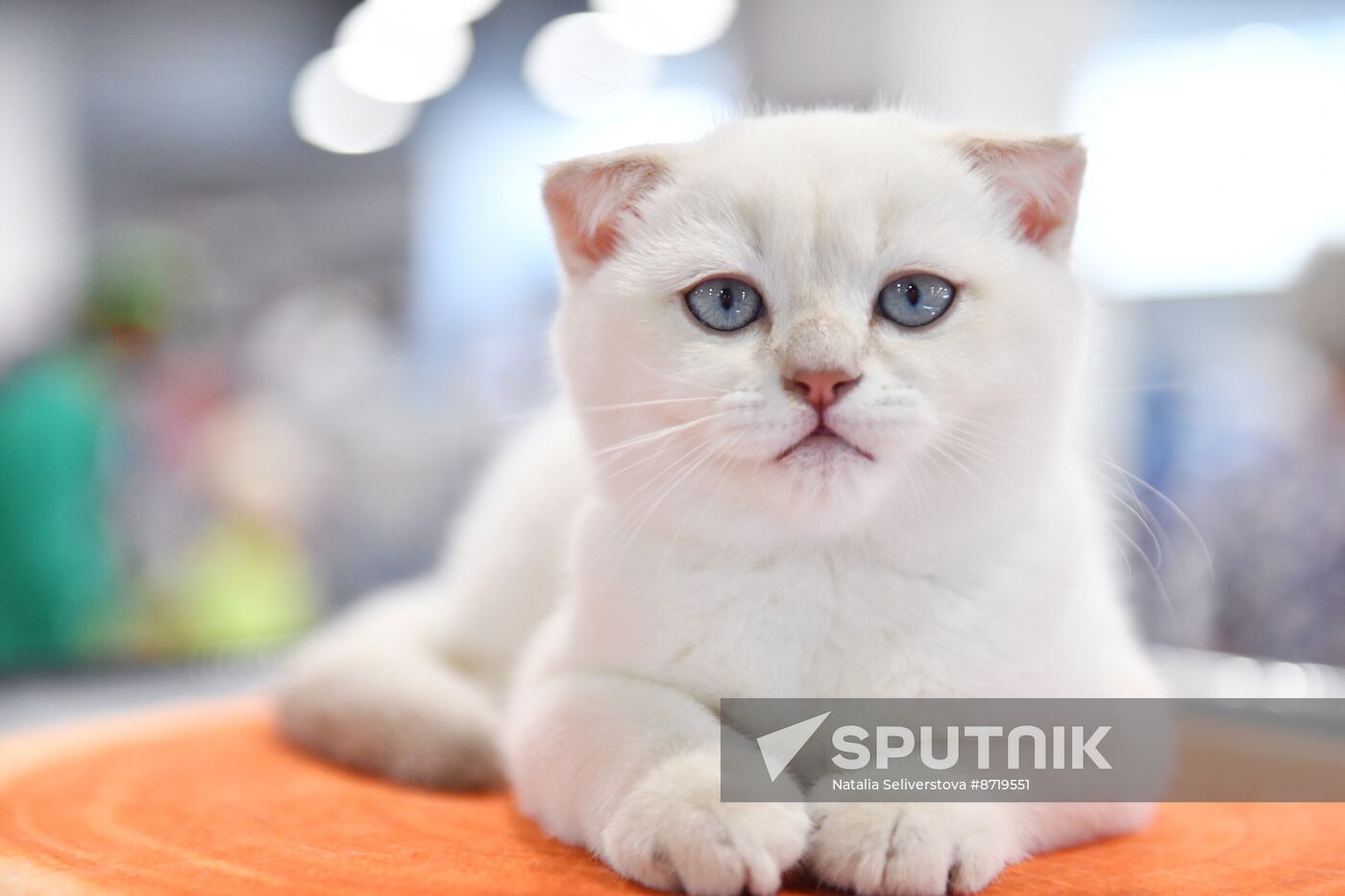 Russia Cat Show