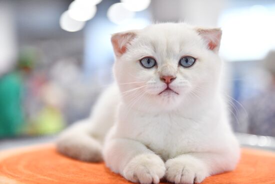 Russia Cat Show