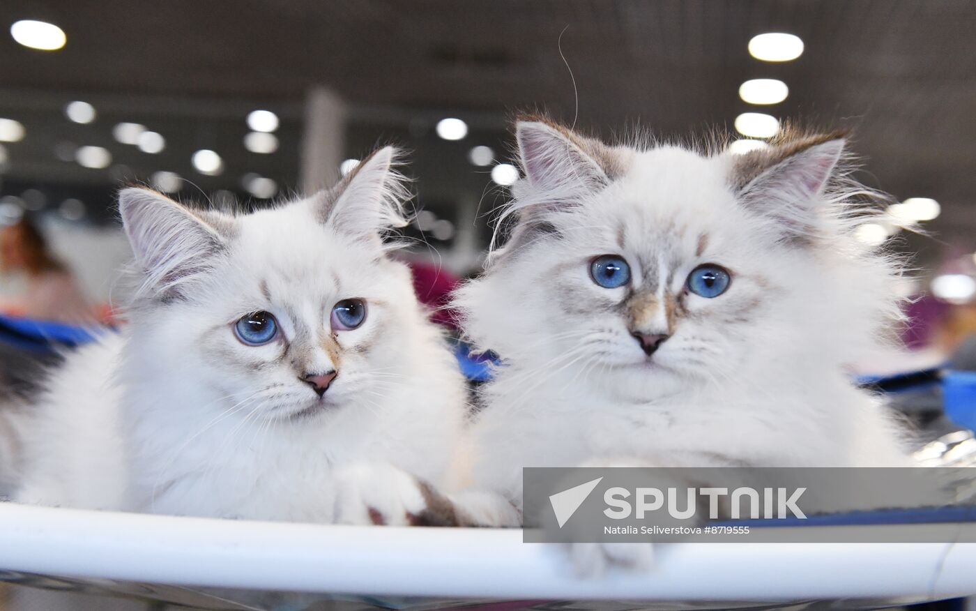 Russia Cat Show