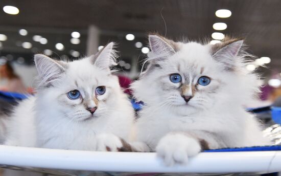 Russia Cat Show