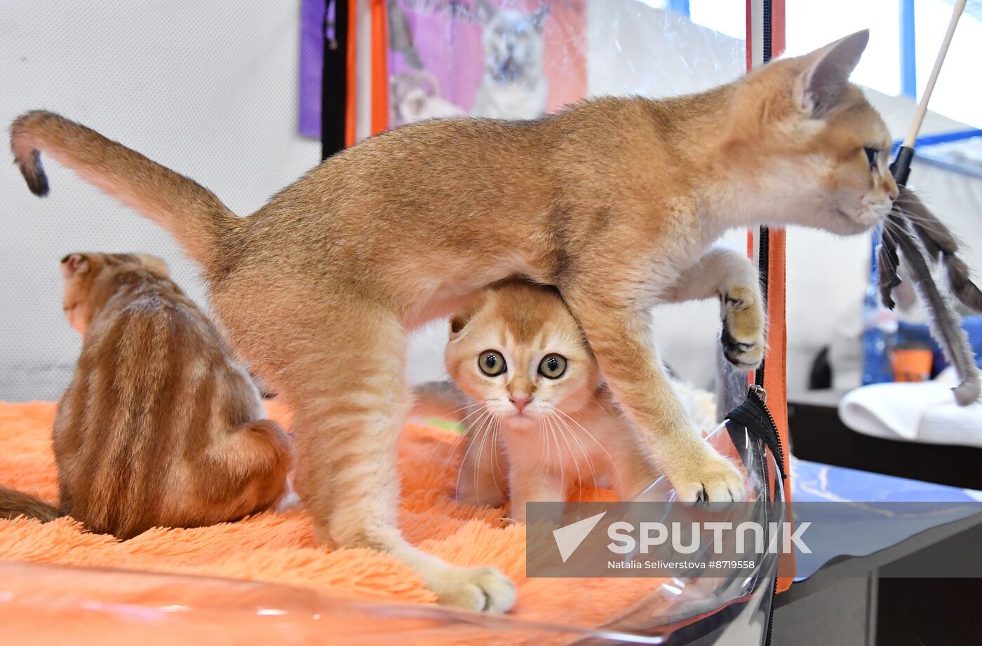 Russia Cat Show