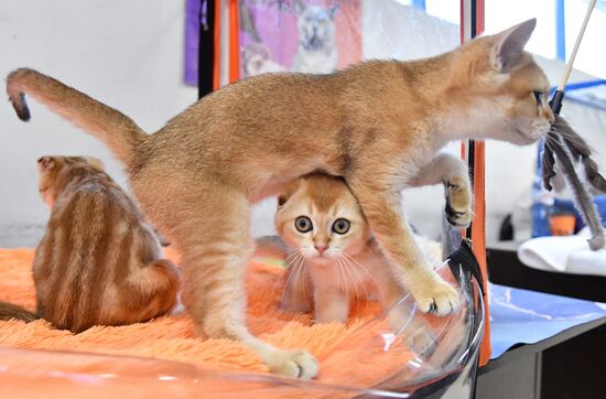 Russia Cat Show