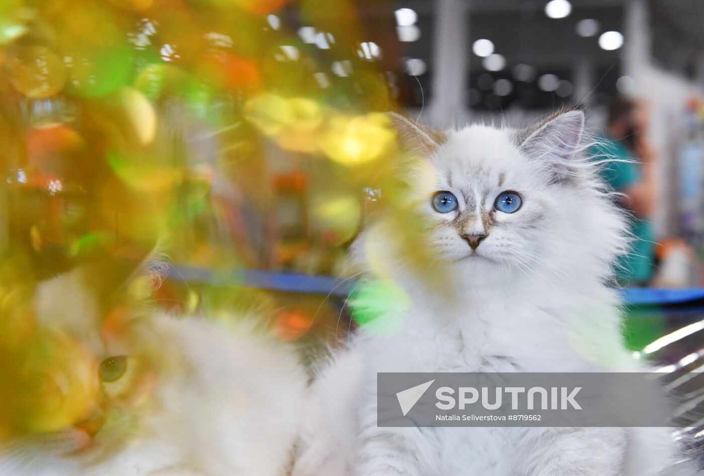 Russia Cat Show