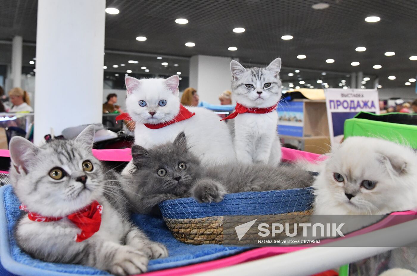 Russia Cat Show