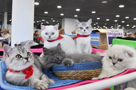 Russia Cat Show