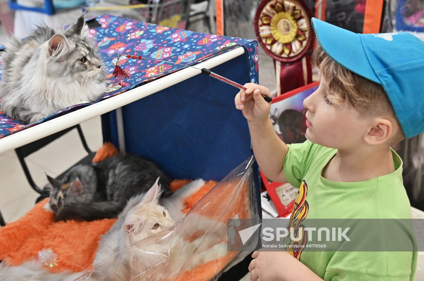 Russia Cat Show