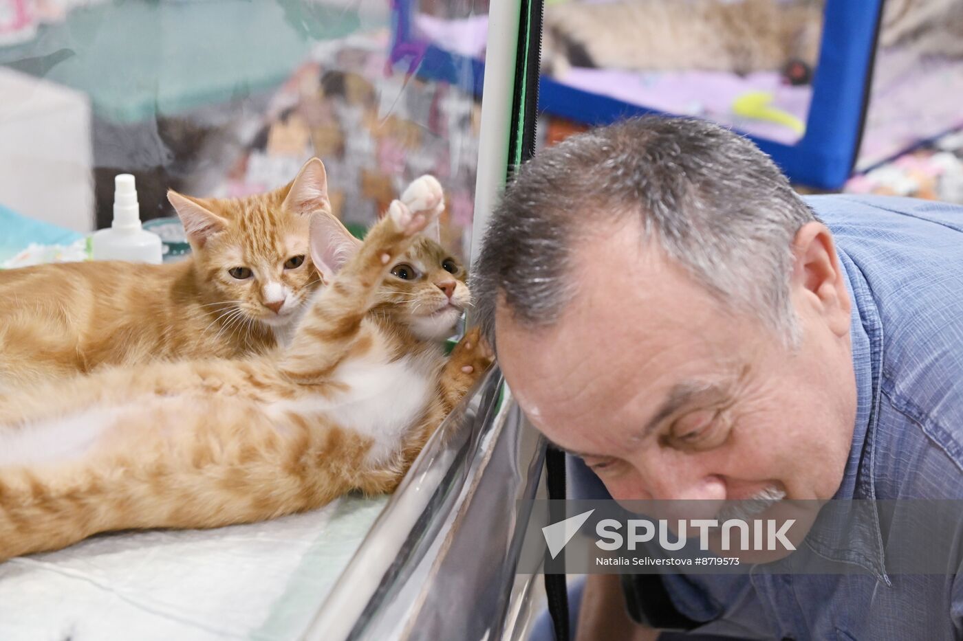 Russia Cat Show