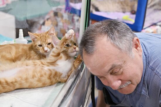 Russia Cat Show