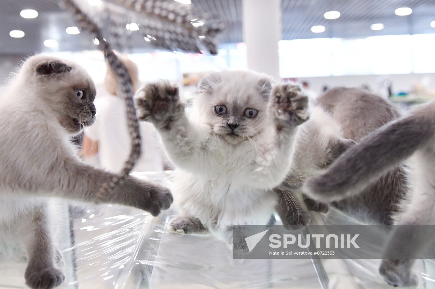 Russia Cat Show